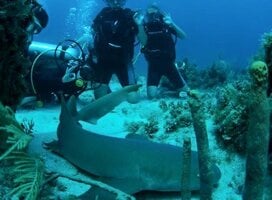 Marine Life