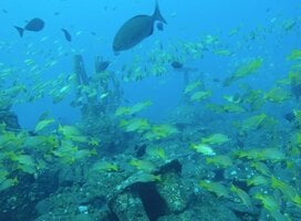 fish in ocean