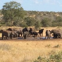 Elephants at Waterhole