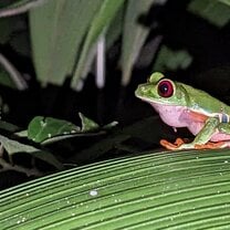 Agalychnis callidryas aka the Red-eyed Tree Frog